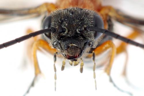 Réf. 292 490 : Dolerus aericeps