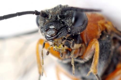 Réf. 292 491 : Dolerus aericeps