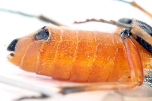 Réf. 292 492 : Dolerus aericeps
