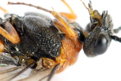Réf. 292 493 : Dolerus aericeps