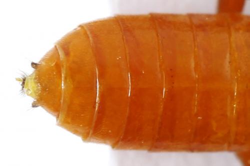 Réf. 292 494 : Dolerus aericeps