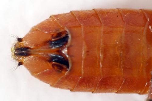Réf. 292 495 : Dolerus aericeps