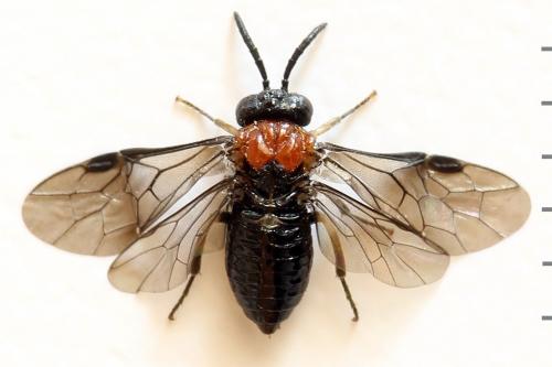 Réf. 292 436 : Eutomostethus ephippium