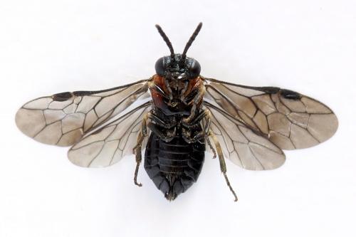 Réf. 292 437 : Eutomostethus ephippium
