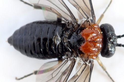 Réf. 292 438 : Eutomostethus ephippium