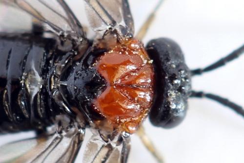 Réf. 292 439 : Eutomostethus ephippium