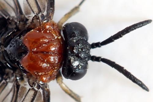 Réf. 292 440 : Eutomostethus ephippium