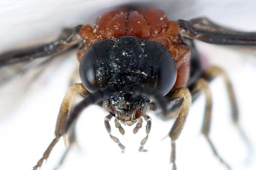 Réf. 292 442 : Eutomostethus ephippium
