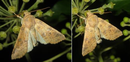 Réf. 292 799 : Xanthia ocellaris
