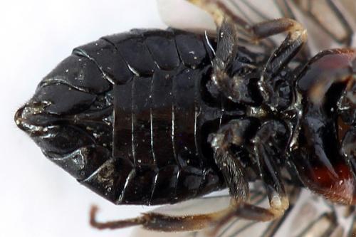 Réf. 292 445 : Eutomostethus ephippium