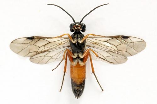 Ametastegia equiseti