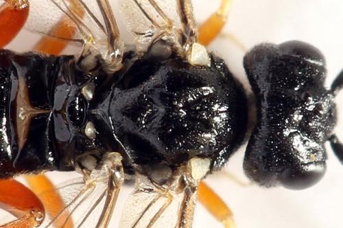 Réf. 292 519 : Ametastegia equiseti