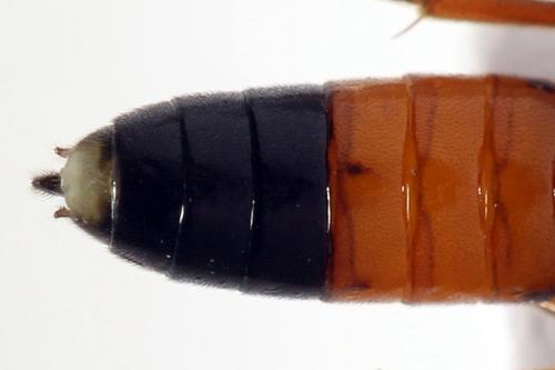 Réf. 292 529 : Ametastegia equiseti
