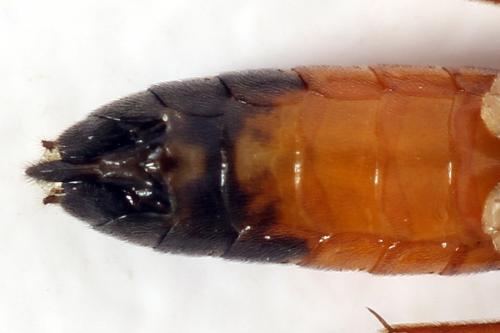 Ametastegia equiseti