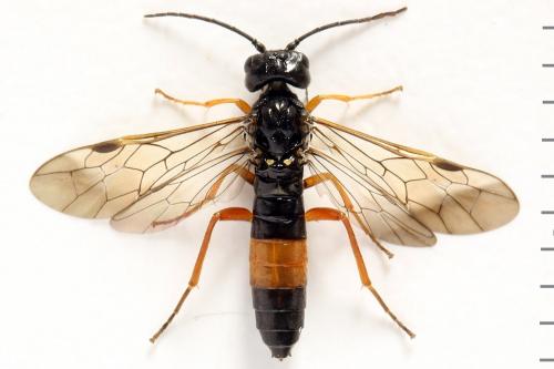 Emphytus calceatus
