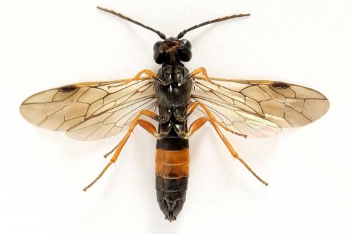 Emphytus calceatus