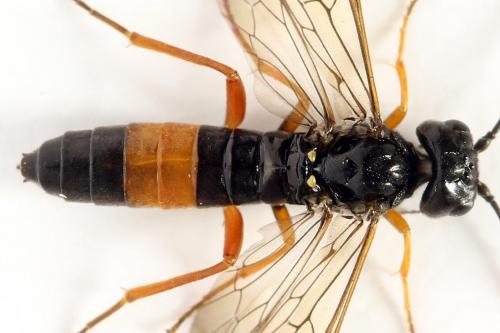 Réf. 292 535 : Emphytus calceatus