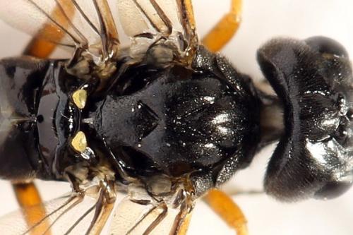 Emphytus calceatus