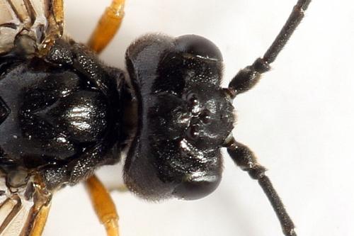 Emphytus calceatus