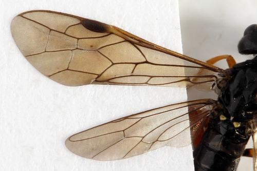 Emphytus calceatus