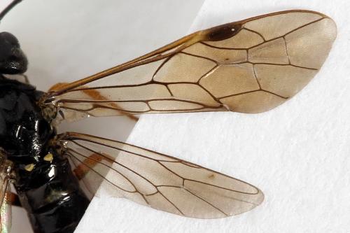 Emphytus calceatus