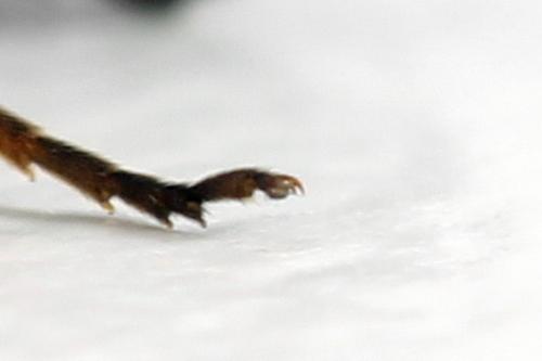 Emphytus calceatus