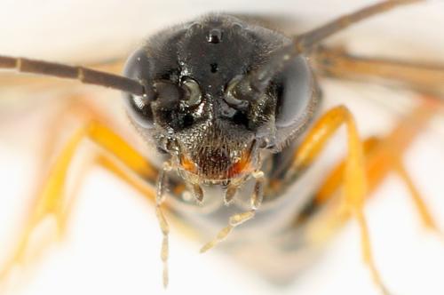 Emphytus calceatus