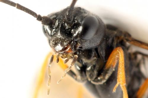 Emphytus calceatus