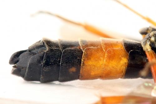 Emphytus calceatus