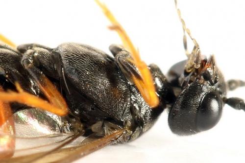 Emphytus calceatus