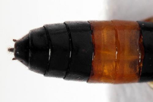Emphytus calceatus