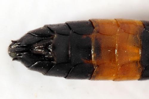 Emphytus calceatus