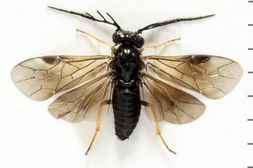 Cladius pectinicornis
