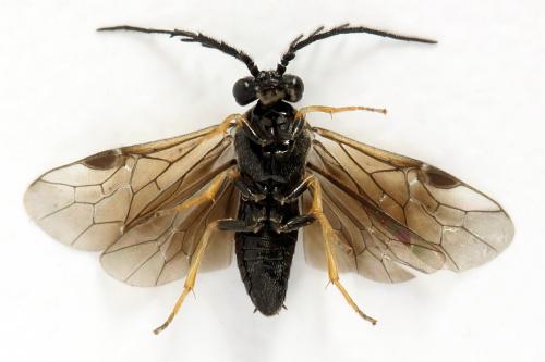 Cladius pectinicornis