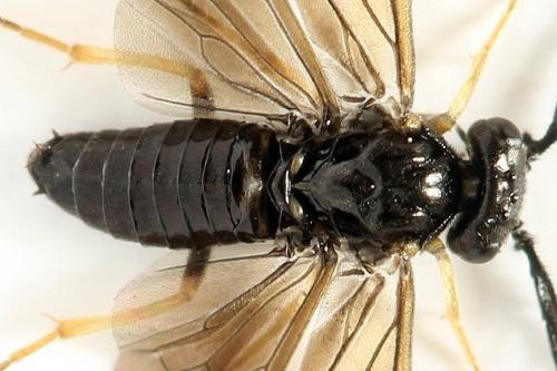 Cladius pectinicornis