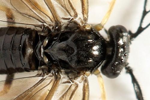 Cladius pectinicornis