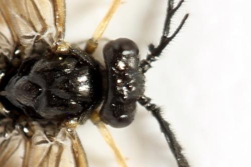 Cladius pectinicornis