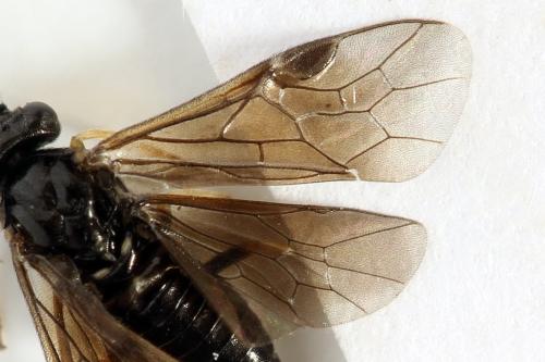 Cladius pectinicornis