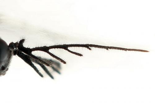 Cladius pectinicornis