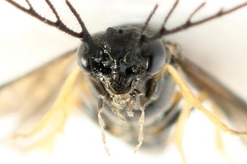 Cladius pectinicornis