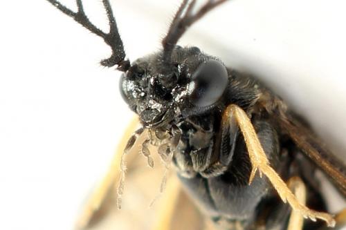 Cladius pectinicornis