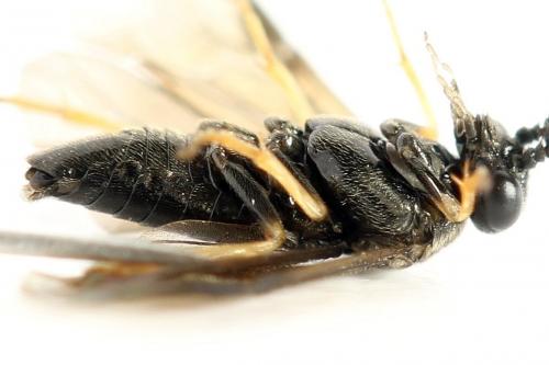 Cladius pectinicornis