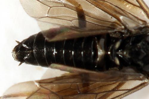 Cladius pectinicornis