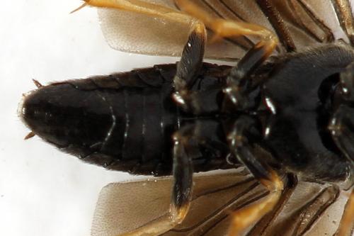 Cladius pectinicornis