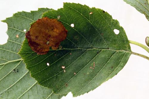 Réf. 292 986 : Heterarthrus vagans