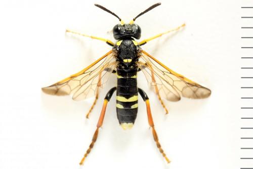 Réf. 292 967 : Tenthredo omissa