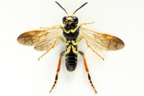 Réf. 292 968 : Tenthredo omissa
