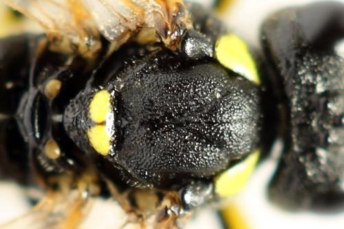 Réf. 292 970 : Tenthredo omissa
