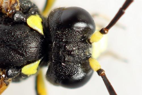 Réf. 292 971 : Tenthredo omissa