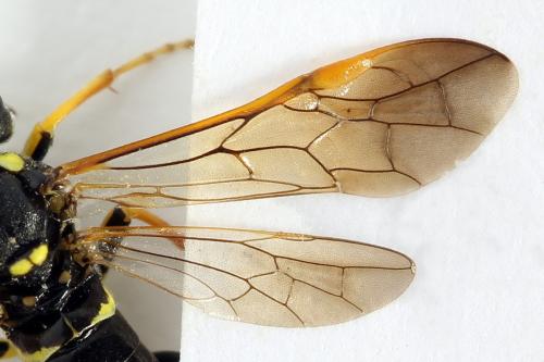 Réf. 292 973 : Tenthredo omissa